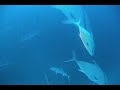  scuba diving GUE DIR NC Divers wreck Ringborg