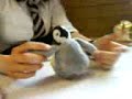 The Adventures of Penguin