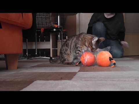 Video Bastet vom Brockenmoor