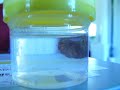Botfly Larva Botfly Larva