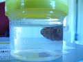 kenny-rodgers-botfly.html