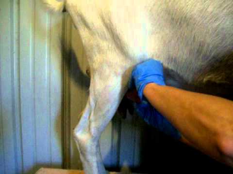 how to treat mastitis in ewes