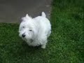 Westie puppy tricks: roll over