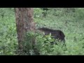 Wild Boar Kabini Forest.