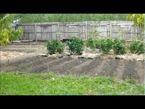how to grow okra in winter