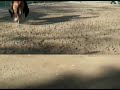 FARAÓN CABALLO PASO FINO