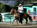 FARAÓN CABALLO PASO FINO FARAÓN CABALLO PASO FINO