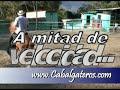 FARAÓN CABALLO PASO FINO