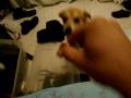 videos de Buttons Trying to get a Treat
