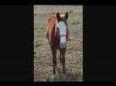 Quarter Horses At Their Best Quarter Horses At Their Best