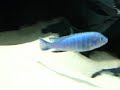 Malawi cichlids (cmcas.com.br)