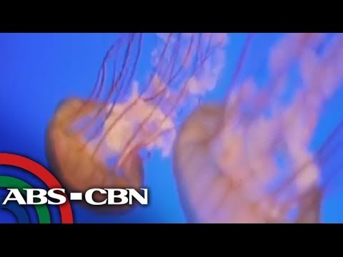 how to treat jellyfish