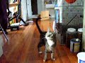 Smart cat trained to play fetch!