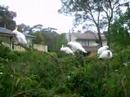 Sulphur-crested Cockatoos having dinner...