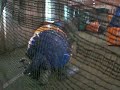 paintball team discorida -2- paintball team discorida -2-