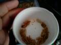 submitted by TheBeastMaster on Fri Oct 31 2008 at 02:10pm