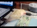 Paquito jugando con un dado de cartón