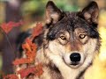 LOS MOTIVOS DEL LOBO