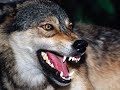 los motivos del lobo