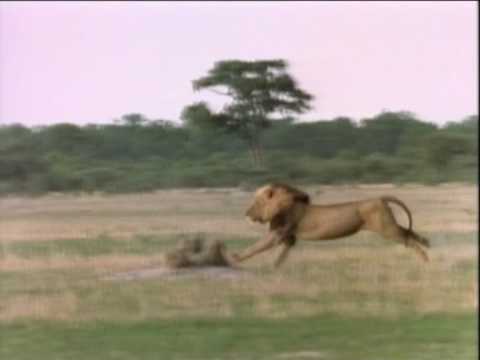 AFRICAN LION