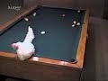 Funny Biliardo game with fresh chicken egg