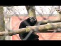 Gibbons - Twycross Zoo