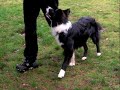 Dog Academy Presents teaching your dog to focus. Dog Academy Presents teaching your dog to focus.
