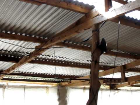 how to care broiler chicken