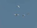 Lepelaars in de Blauwe Kamer / Spoonbill Lepelaars in de Blauwe Kamer / Spoonbill