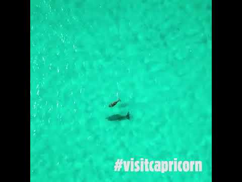 Video Keppel Dugong and calf @visitcapricorn