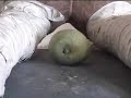 ciam-egyptian-animals-youtube-censorship-debate.html