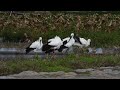 鳴門コウノトリ 2026/10/02 撮影 成長記録 徳島県鳴門市