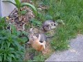 Kitten Rough Housing Kitten Rough Housing