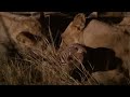 A Real lion kill