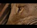 A Real lion kill