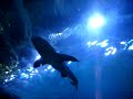 Shark Tunnel in Camden State Aquarium Shark Tunnel in Camden State Aquarium
