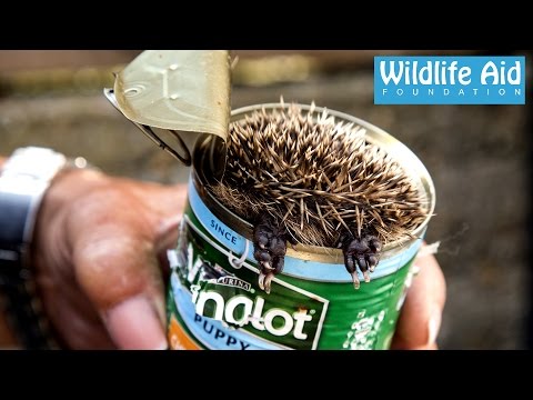 Cute baby Hedgehog stuck in a can! - Wildlife rescue