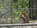 Zooz White BengalTiger