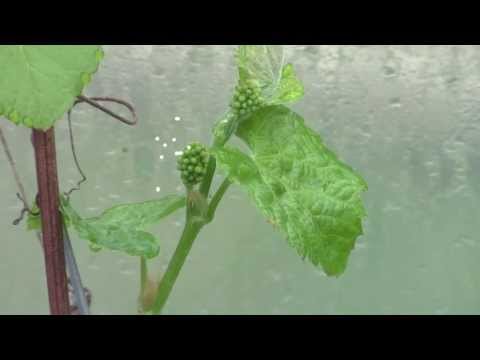how to grow roma vf tomatoes
