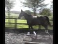 vecthom sporthorses zeana 4yro osmium/harcos mare