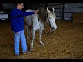 Fox,Missouri,Trotter