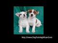 How To Puppy Potty Training