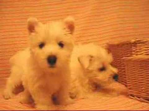 ?????? West Highland White Terrier