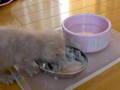 ミルクティ色のこねこ