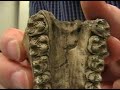 Proconsul Africanus Maxilla Manele-Gratis.net