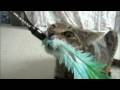 Wild Cat Attacking Bird Wild Cat Attacking Bird