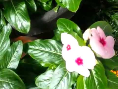 how to collect vinca seeds