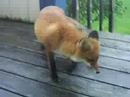 Mr. Fox on visit