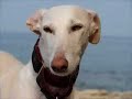 Galgos in Spain