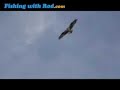 Osprey and its catch of the day
